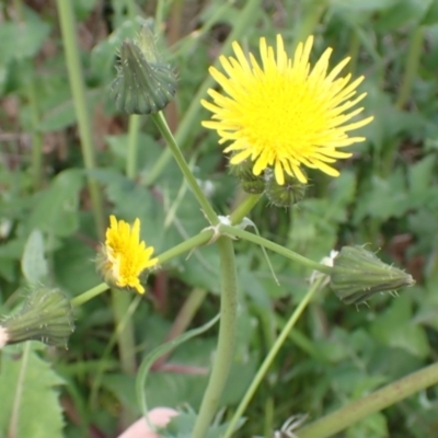 Sonchus oleraceus (Annual Sowthistle) at Boorowa, NSW - 15 Oct 2022 by drakes