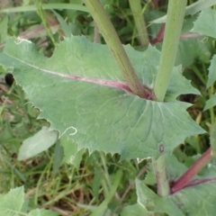 Sonchus oleraceus at Boorowa, NSW - 15 Oct 2022 11:41 AM