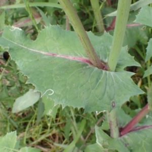 Sonchus oleraceus at Boorowa, NSW - 15 Oct 2022 11:41 AM