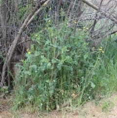 Sonchus oleraceus at Boorowa, NSW - 15 Oct 2022 11:41 AM