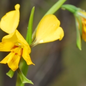 Diuris nigromontana at Molonglo Valley, ACT - 14 Oct 2022