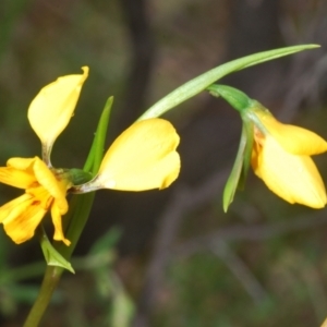 Diuris nigromontana at Molonglo Valley, ACT - 14 Oct 2022