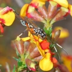 Xanthocryptus novozealandicus (Lemon tree borer parasite wasp) at Molonglo Valley, ACT - 14 Oct 2022 by Harrisi