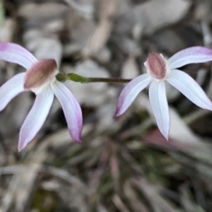 Caladenia moschata at Jerrabomberra, NSW - 15 Oct 2022