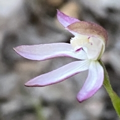 Caladenia moschata at Jerrabomberra, NSW - 15 Oct 2022