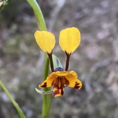 Diuris semilunulata (Late Leopard Orchid) at Mount Jerrabomberra - 15 Oct 2022 by Steve_Bok