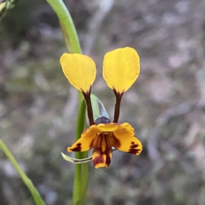 Diuris semilunulata (Late Leopard Orchid) at Jerrabomberra, NSW - 15 Oct 2022 by SteveBorkowskis
