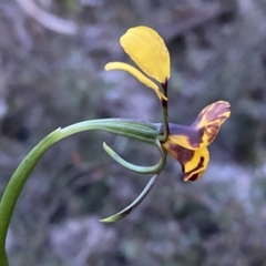 Diuris semilunulata at Jerrabomberra, NSW - 15 Oct 2022