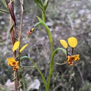 Diuris semilunulata at Jerrabomberra, NSW - 15 Oct 2022