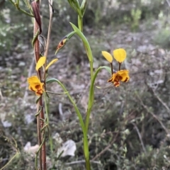 Diuris semilunulata at Jerrabomberra, NSW - 15 Oct 2022