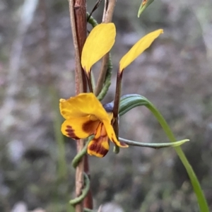 Diuris semilunulata at Jerrabomberra, NSW - 15 Oct 2022