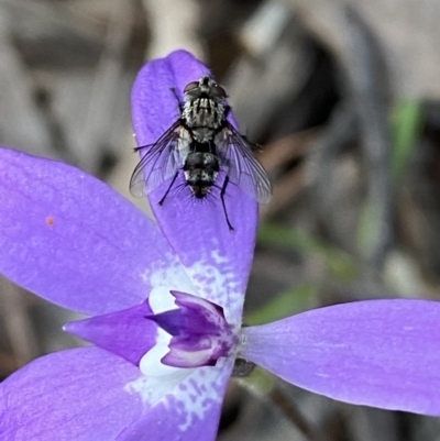 Cuphocera sp. (genus) at Jerrabomberra, NSW - 15 Oct 2022 by Steve_Bok