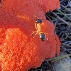 Camponotus consobrinus at Jerrabomberra, NSW - 15 Oct 2022