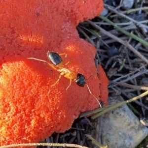 Camponotus consobrinus at Jerrabomberra, NSW - 15 Oct 2022