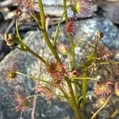 Drosera auriculata at Jerrabomberra, NSW - 15 Oct 2022