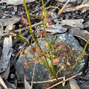 Drosera auriculata at Jerrabomberra, NSW - 15 Oct 2022