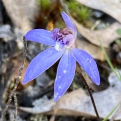 Cyanicula caerulea (Blue Fingers, Blue Fairies) at Jerrabomberra, NSW - 15 Oct 2022 by SteveBorkowskis