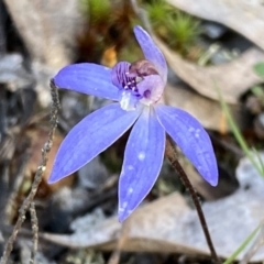 Cyanicula caerulea (Blue Fingers, Blue Fairies) at Mount Jerrabomberra - 15 Oct 2022 by Steve_Bok