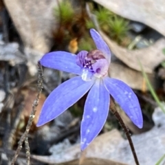 Cyanicula caerulea at Jerrabomberra, NSW - 15 Oct 2022