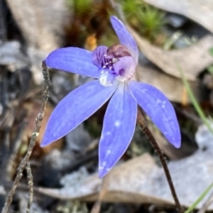 Cyanicula caerulea at Jerrabomberra, NSW - 15 Oct 2022