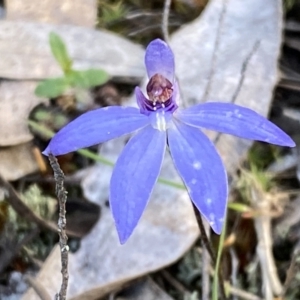 Cyanicula caerulea at Jerrabomberra, NSW - 15 Oct 2022