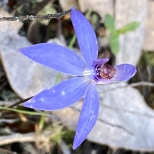 Cyanicula caerulea at Jerrabomberra, NSW - 15 Oct 2022