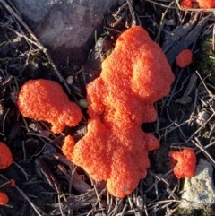 Tubifera ferruginosa Complex (Raspberry Slime) at Jerrabomberra, NSW - 15 Oct 2022 by SteveBorkowskis