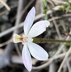 Caladenia fuscata (Dusky Fingers) at Jerrabomberra, NSW - 15 Oct 2022 by SteveBorkowskis