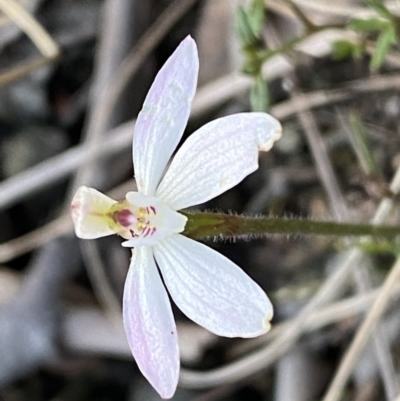 Caladenia fuscata (Dusky Fingers) at Jerrabomberra, NSW - 15 Oct 2022 by SteveBorkowskis