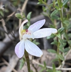 Caladenia fuscata at Jerrabomberra, NSW - 15 Oct 2022