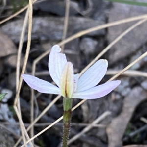 Caladenia fuscata at Jerrabomberra, NSW - 15 Oct 2022