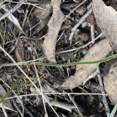 Caladenia fuscata at Jerrabomberra, NSW - 15 Oct 2022