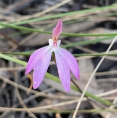 Caladenia fuscata (Dusky Fingers) at Mount Jerrabomberra QP - 15 Oct 2022 by Steve_Bok