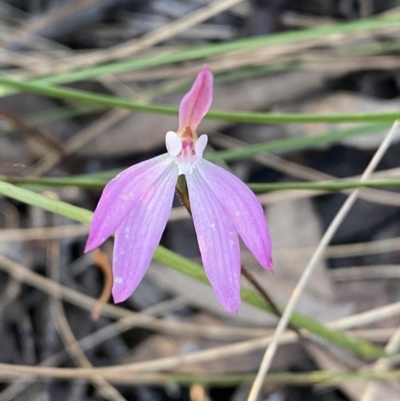 Caladenia fuscata (Dusky Fingers) at Jerrabomberra, NSW - 15 Oct 2022 by SteveBorkowskis