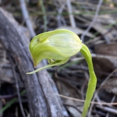 Pterostylis nutans (Nodding Greenhood) at Jerrabomberra, NSW - 15 Oct 2022 by SteveBorkowskis