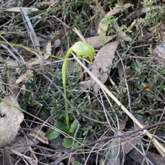 Pterostylis nutans at Jerrabomberra, NSW - suppressed