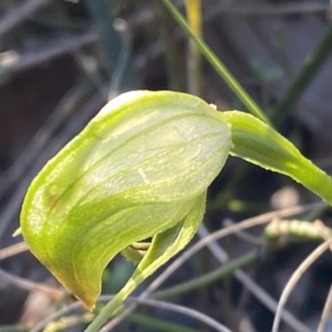 Pterostylis nutans at Jerrabomberra, NSW - suppressed