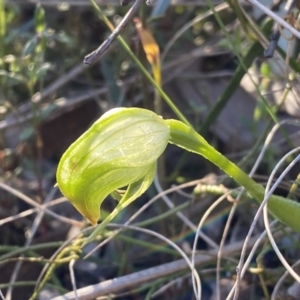 Pterostylis nutans at Jerrabomberra, NSW - suppressed