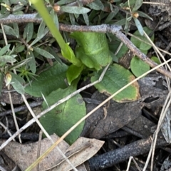 Pterostylis nutans at Jerrabomberra, NSW - suppressed