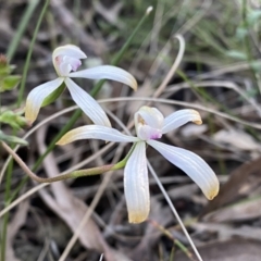 Caladenia ustulata (Brown Caps) at Jerrabomberra, NSW - 15 Oct 2022 by Steve_Bok