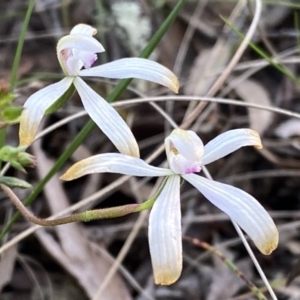 Caladenia ustulata at Jerrabomberra, NSW - 15 Oct 2022