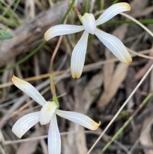 Caladenia ustulata at Jerrabomberra, NSW - suppressed