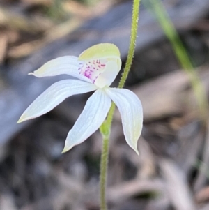 Caladenia moschata at Jerrabomberra, NSW - 15 Oct 2022