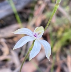 Caladenia moschata at Jerrabomberra, NSW - 15 Oct 2022