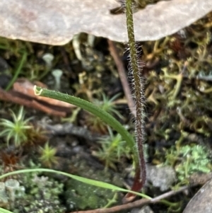 Caladenia moschata at Jerrabomberra, NSW - 15 Oct 2022