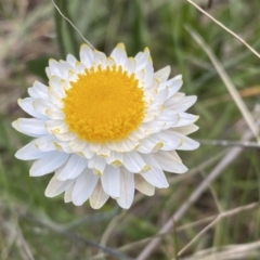 Leucochrysum albicans subsp. tricolor (Hoary Sunray) at Mount Jerrabomberra - 15 Oct 2022 by SteveBorkowskis