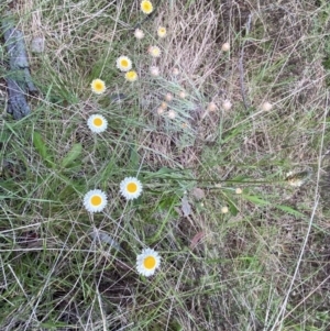 Leucochrysum albicans subsp. tricolor at Jerrabomberra, NSW - 15 Oct 2022