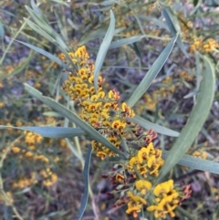 Daviesia mimosoides subsp. mimosoides at Mount Jerrabomberra - 15 Oct 2022 by Steve_Bok