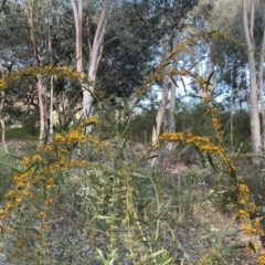 Daviesia mimosoides subsp. mimosoides at Jerrabomberra, NSW - 15 Oct 2022 05:39 PM