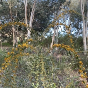 Daviesia mimosoides subsp. mimosoides at Jerrabomberra, NSW - 15 Oct 2022 05:39 PM